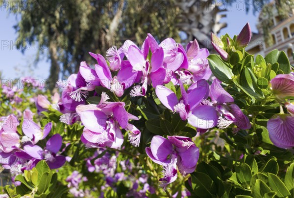 Vibrant pink flowers against a background of palm trees and clear sky in the garden, myrtle cross flower (Polygala myrtifolia), African cross flower, winged flower, Side, Antalya province, Turkey