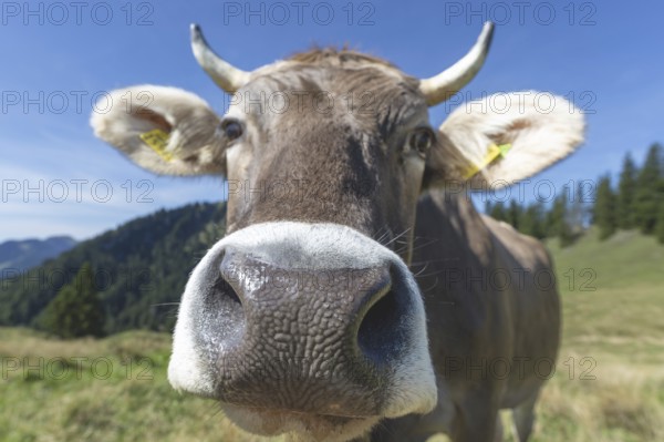 Curious Allgäu Brown Swiss, (Bos primigenius taurus), Allgäu, Bavaria, Germany