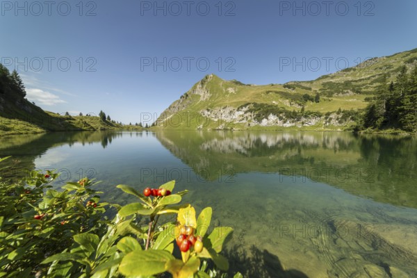 Dwarf whitebeam (Sorbus chamaemespilus), mountain whitebeam on the shore of Seealpsee, behind it the Seeköpfle, 1919m, Allgäu Alps, Allgäu, Bavaria, Germany