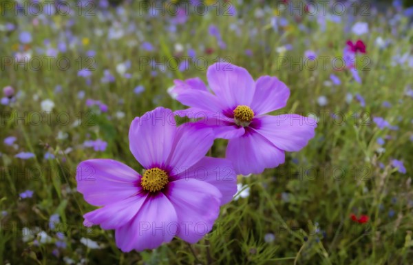 Flower meadow with ornamental basket (Cosmos bipinnatus), Allgäu, Bavaria, Germany