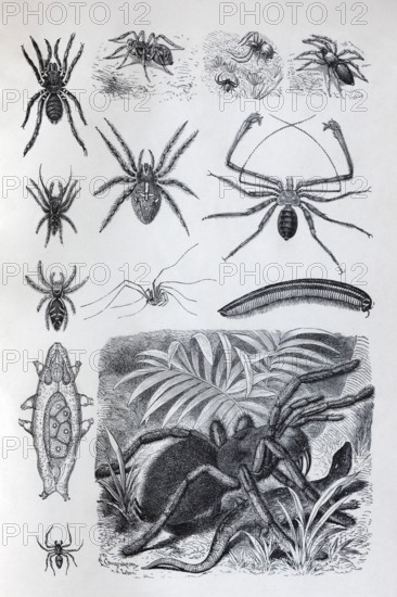 Plate arachnids (Arachnida) and millipedes (Myriapoda), tarantula (Theraposidae), historical book illustration, wood engraving