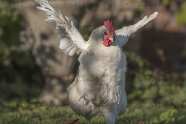 White Hen moves in the garden and spreads its wings. The background has green plants and a peaceful atmosphere. It is a marvellous summer day. Alsace, East, France