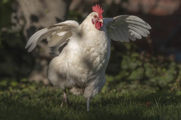 White Hen moves in the garden and spreads its wings. The background has green plants and a peaceful atmosphere. It is a marvellous summer day. Alsace, East, France