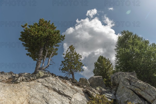 Rocks stand proudly, surrounded by robust trees. The sky is blue with a few white clouds. Beautiful natural scenery in the middle of the day