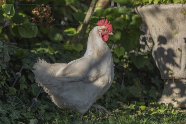 White hen explores a green garden in the evening sun. She approaches plants and flowers and creates a peaceful and natural scene. Alsace, Grand Est, France