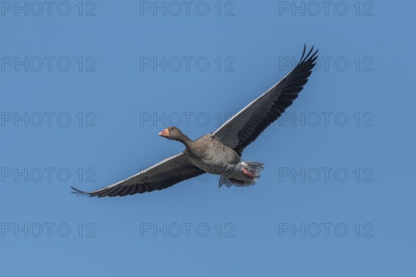 A greylag goose (Anser anser) hung in the clear sky with its wings outstretched and moved slowly through the open space. Bas rhin, Alsace, Grand Est, France