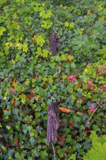Photograph of a branch partially overgrown with ivy in autumn, Neustadt am Rübenberge, Lower Saxony, Germany