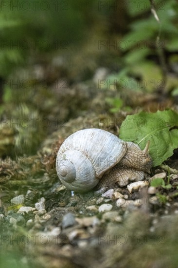 Photograph of a white snail (Gastropoda) on stony ground, Winnebach, San Candido, Val Pusteria, Dolomites, South Tyrol, Italy