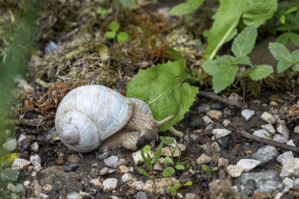 Photograph of a white snail (Gastropoda) on stony ground, Winnebach, San Candido, Val Pusteria, Dolomites, South Tyrol, Italy