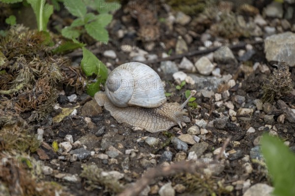 Photograph of a white snail (Gastropoda) on stony ground, Winnebach, San Candido, Val Pusteria, Dolomites, South Tyrol, Italy