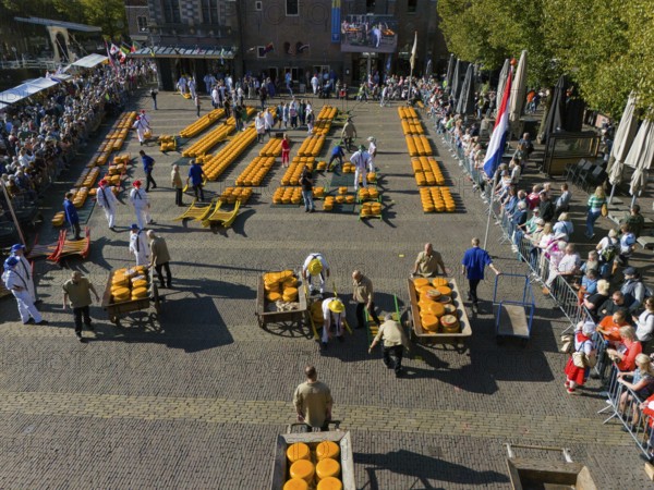 A large traditional Dutch cheese market with arrangement of cheese and people standing around, aerial view, cheese, cheese market, Alkmaar, Alkmar, Noord-Holland, Noord-Holland, Netherlands
