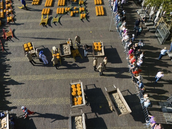 Dutch cheese market with people transporting cheese on carts, watched by spectators, aerial view, cheese, cheese market, Alkmaar, Alkmar, Noord-Holland, Noord-Holland, Netherlands