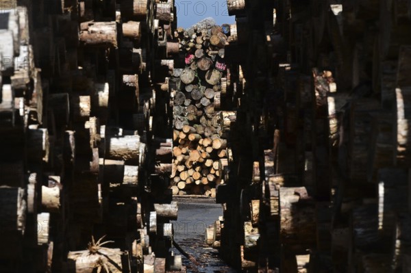 Enegie-Mann timber store in the Westerwald. The wood is processed into wood pellets, some of it into construction timber in the sawmill