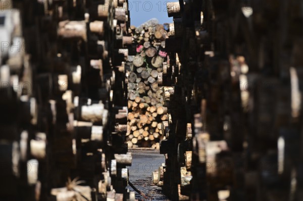 Enegie-Mann timber store in the Westerwald. The wood is processed into wood pellets, some of it into construction timber in the sawmill