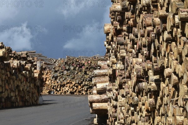 Enegie-Mann timber store in the Westerwald. The wood is processed into wood pellets, some of it into construction timber in the sawmill