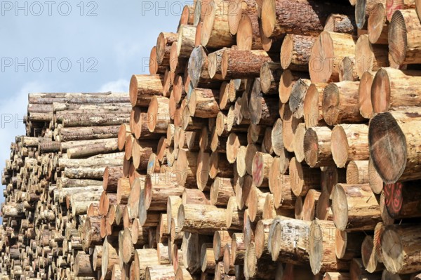 Enegie-Mann timber store in the Westerwald. The wood is processed into wood pellets, some of it into construction timber in the sawmill