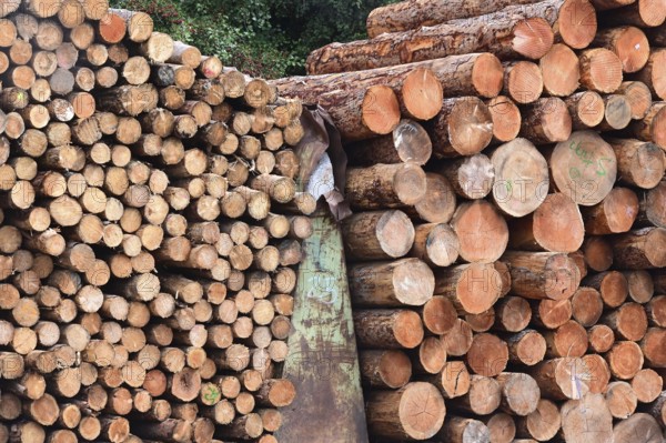 Enegie-Mann wood store in the Westerwald. The wood is processed into wood pellets