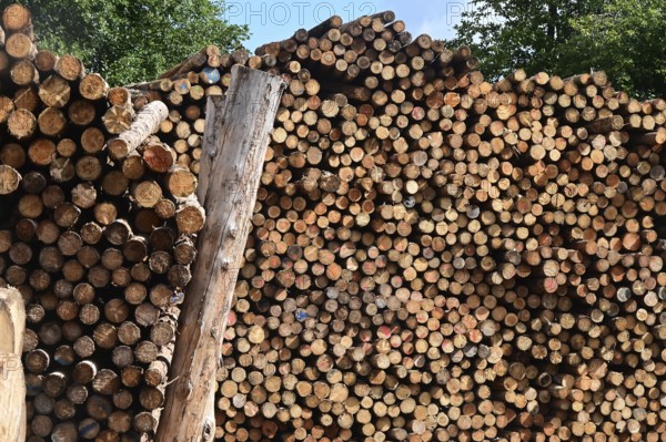 Enegie-Mann timber store in the Westerwald. The wood is processed into wood pellets, some of it into construction timber in the sawmill