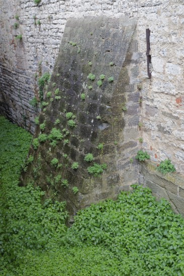 Stinging nettles shoot up in the moat, battlements, Comburg, Benedictine monastery, Middle Ages, Kocher valley, Kocher, Jakobsweg, pilgrimage route, pilgrims, Hohenlohe, Schwäbisch Hall, Germany
