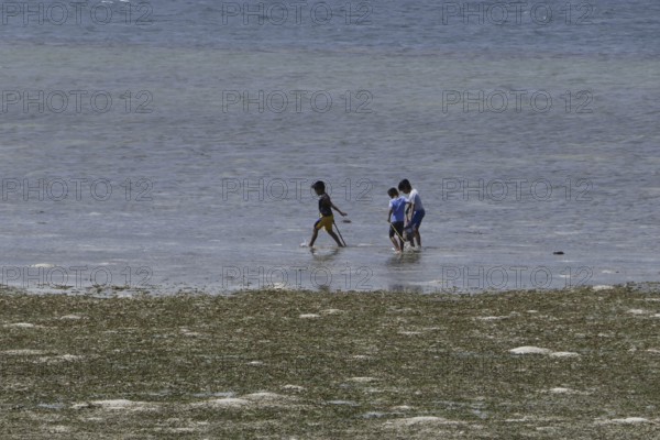 Children searching for shells and crabs on the reef top at low tide, Negros Occidental, Philippines