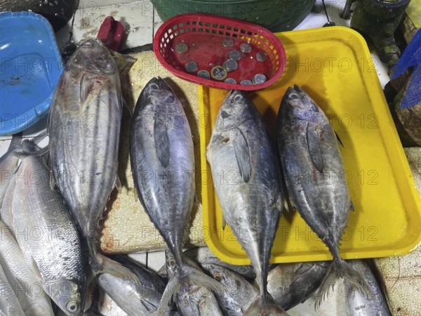 Market, market stall, fish, fresh tuna, San Carlos, Negros Occidental, Philippines