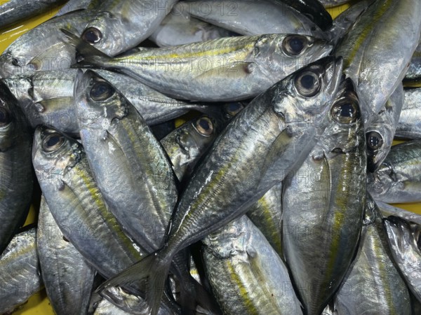 Market, market stall, fish, fresh sardines, San Carlos, Negros Occidental, Philippines