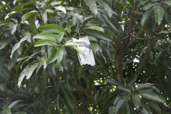 Mango tree, agriculture, ripe fruits are protected with paper against animals, Negros Occidental, Philippines