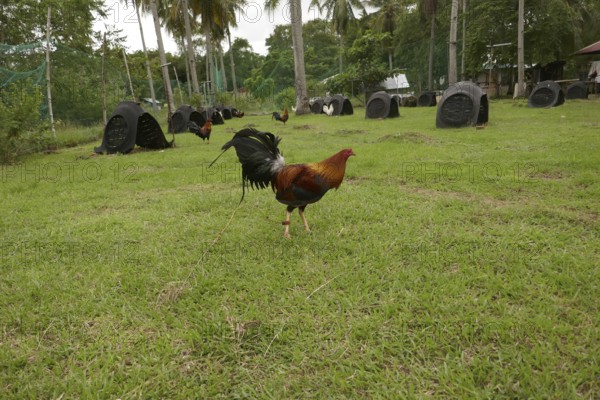 Cockfighting, breeding farm for fighting cocks, Negros Occidental, Philippines