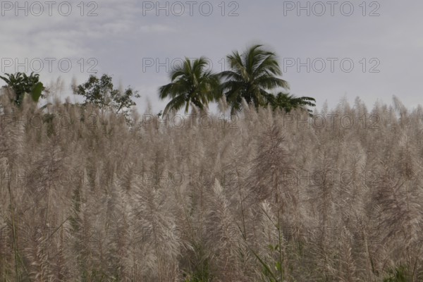 Sugar cane, harvest, sugar, sugar cane cultivation, field, agriculture, food production, Negros Occidental, Philippines