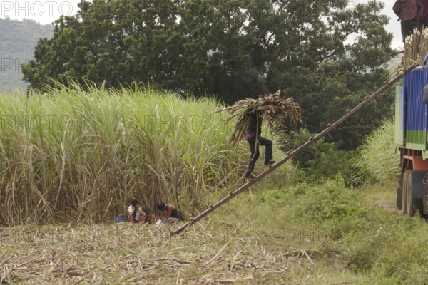 Worker loading a lorry with sugar cane, agricultural worker, harvest, sugar, sugar cane cultivation, field, agriculture, food production, Negros Occidental, Philippines