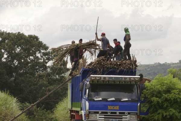 Worker loading a lorry with sugar cane, agricultural worker, harvest, sugar, sugar cane cultivation, field, agriculture, food production, Negros Occidental, Philippines