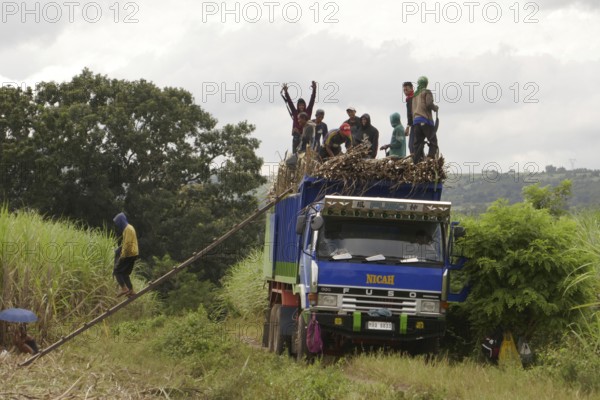 Worker loading a lorry with sugar cane, agricultural worker, harvest, sugar, sugar cane cultivation, field, agriculture, food production, Negros Occidental, Philippines