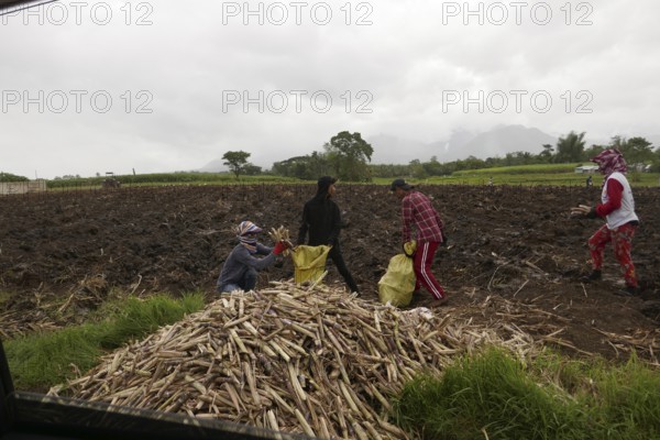 Four workers filling sacks with sugar cane, agricultural worker, harvest, sugar, sugar cane cultivation, field, agriculture, food production, Negros Occidental, Philippines