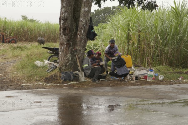 Sugar cane, sugar, sugar cane cultivation, field, agriculture, food production, Negros Occidental, Philippines