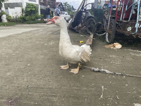 Market, market stall, duck, San Carlos, Negros Occidental, Philippines