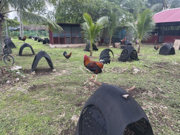 Cockfighting, breeding farm for fighting cocks, Negros Occidental, Philippines