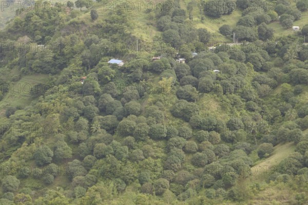 Mango plantation, field, agriculture, food production, Negros Occidental, Philippines
