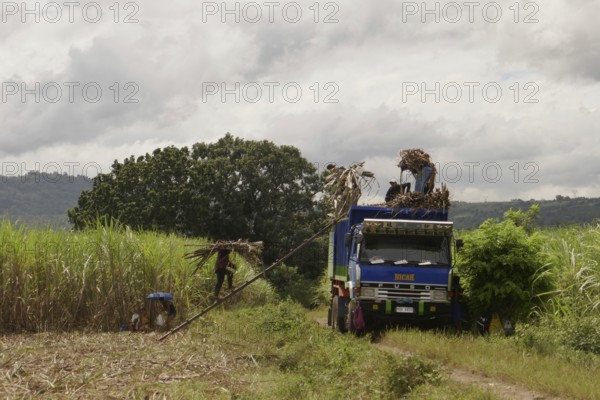 Worker loading a lorry with sugar cane, agricultural worker, harvest, sugar, sugar cane cultivation, field, agriculture, food production, Negros Occidental, Philippines