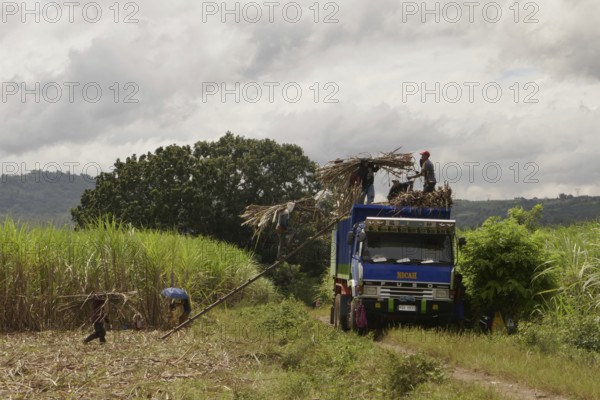 Worker loading a lorry with sugar cane, agricultural worker, harvest, sugar, sugar cane cultivation, field, agriculture, food production, Negros Occidental, Philippines