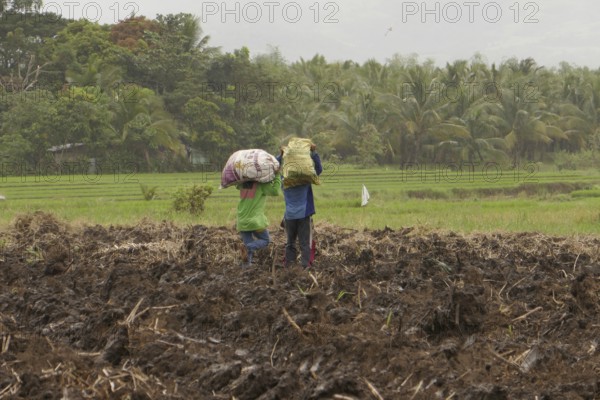 Two workers carrying sacks of sugar cane, sugar, sugar cane cultivation, field, harvest, agriculture, food production, Negros Occidental, Philippines