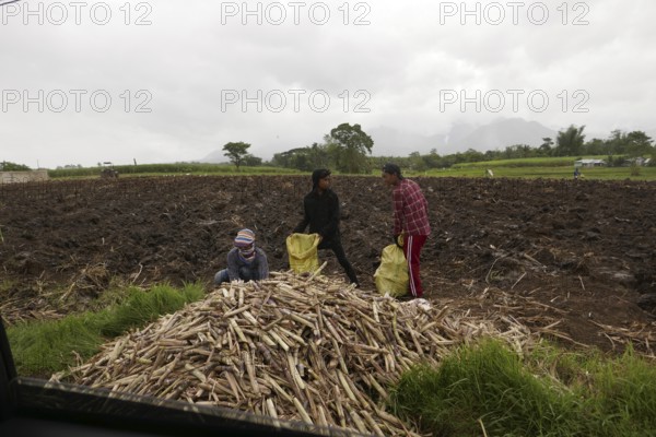 Three workers filling sacks with sugar cane, agricultural worker, harvest, sugar, sugar cane cultivation, field, agriculture, food production, Negros Occidental, Philippines