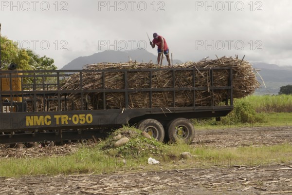 Worker loading a lorry with sugar cane, agricultural worker, harvest, sugar, sugar cane cultivation, field, agriculture, food production, Negros Occidental, Philippines