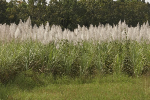 Sugar cane, harvest, sugar, sugar cane cultivation, field, agriculture, food production, Negros Occidental, Philippines