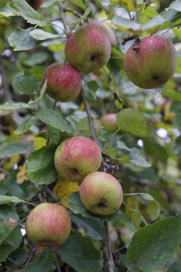 Apple variety, Boskoop, Boskop, apple, fruit, fruit variety, baked apple, food, foodstuffs, vitamin, vitamins, cultivated landscape, fruit tree, apple tree, orchard, orchard meadow, Schwäbisch Malus halliana, Hohenlohe, Germany