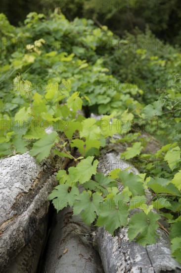Wild Vine, firewood, timber industry, forestry, Swabian-Franconian Forest nature park Park, Schwäbisch Hall, Hohenlohe, Germany