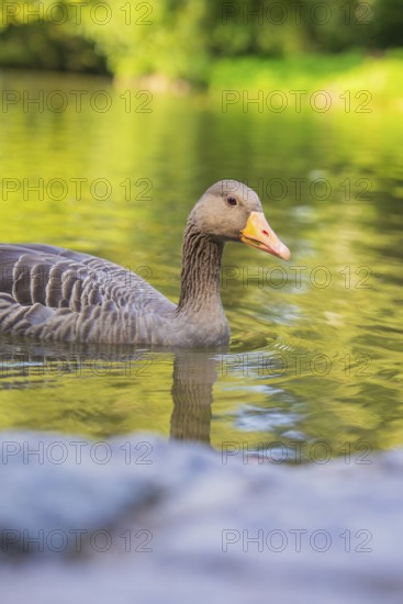 A duck swims on a calm lake, surrounded by green nature and reflections in the water, Munich, Germany