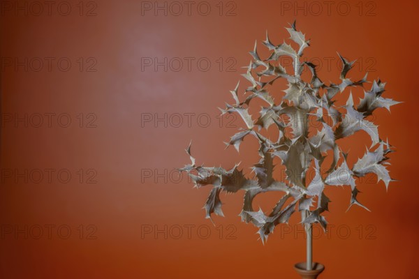 Dry thistle with thorns on an orange background creates a minimalist still life in ronda, malaga, spain