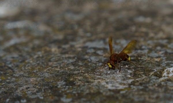 Hornet walking on a rock with spread wings, exploring its surroundings in ronda, malaga, spain