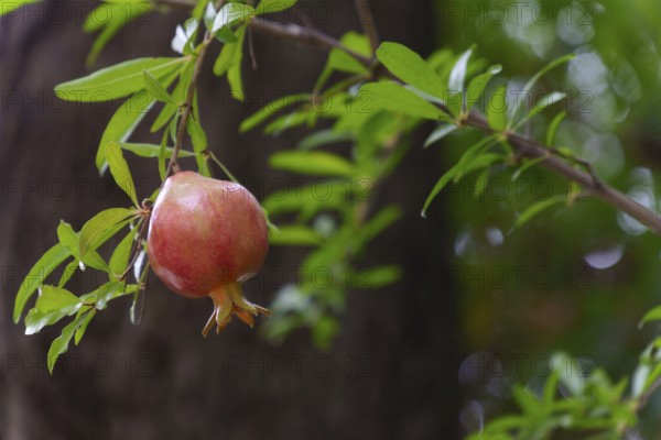 Ripe pomegranate hanging from a branch, surrounded by green leaves, in an orchard setting in ronda, malaga, spain