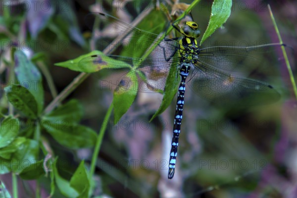 Close-up of a vibrant migrant hawker dragonfly clinging to a green leaf, showcasing its intricate wings and striking blue abdomen in ronda, malaga, spain